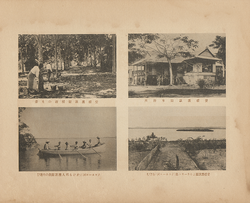 Ehime Rubber Plantation in Johor. Image reproduced from 馬來に於ける邦人活動の現況 (Marai ni okeru Hōjin Katsudō no Genkyō). 新嘉坡: 南洋及日本 人社 (Shingapōru Nan’yō oyobi Nihonjinsha), 60. (From National Library Singapore, call no. RRARE 305.89560595 TSU-[LSB]. Donated by Lim Shao Bin).